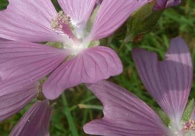 有关专心的名言(87句)