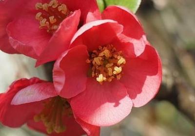 爱迪生名人名言(共50句) 爱迪生名人名言(共50句)