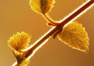 零组词语有哪些(优选60句) 零组词语有哪些(优选60句)