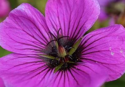 欧阳修的名言(通用60句)