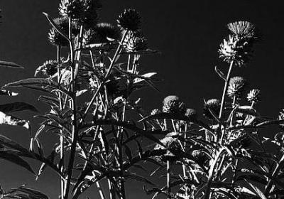 闲的四字词语(40句) 闲的四字词语(40句)