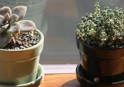 母爱有关的名言(精选51句)