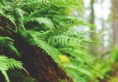 李时珍的名言(11句)