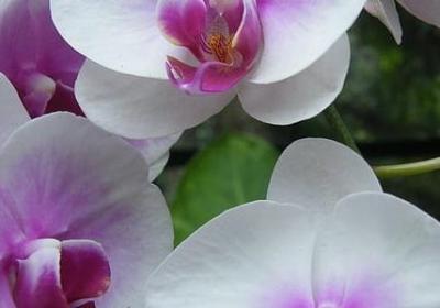 环境保护名言(汇总50句)