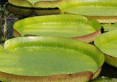 海伦凯勒的名言警句(必备40句)