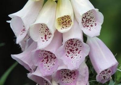 有关青春的名言(通用20句)