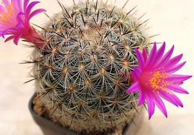 正视缺点的名言(20句)