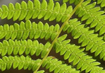 梦想的名人名言(精选80句)