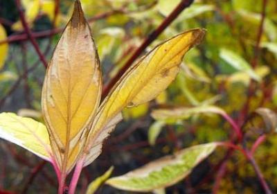 狄更斯的名言(57句)