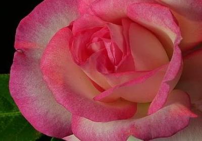 朋友 名言(精选60句)