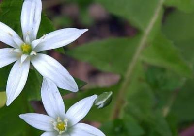 梦想名言英语(汇总98句)