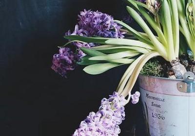 猪八戒的名言(80句)