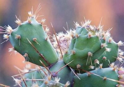 王安石的名言(必备93句)