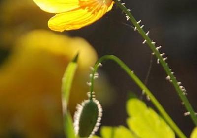 臧克家的名言(必备40句)