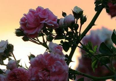 描写运动会的词语(合集81句)