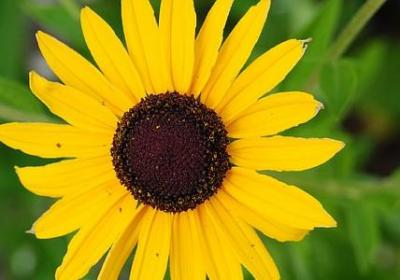 描写花的词语四字词语(热门80句) 描写花的词语四字词语(热门80句)