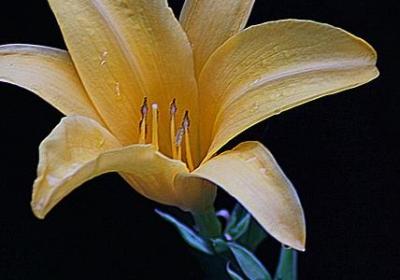 水瀑是个词语吗(10句)