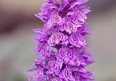 泊可以组什么词语(优选55句)