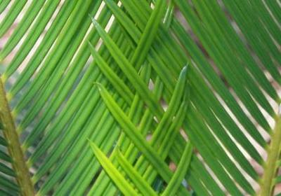 猛可以组什么词语(实用12句)