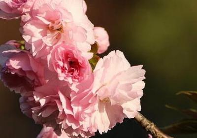 油然而生解释词语(推荐24句)