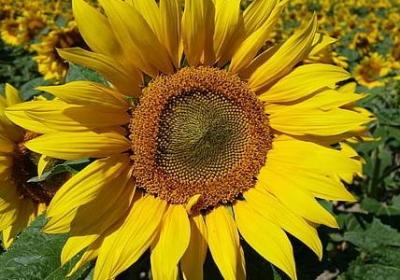 火影忍者词语(20句)