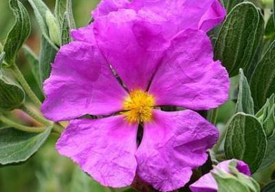 照样子写词语金光闪闪(50句)