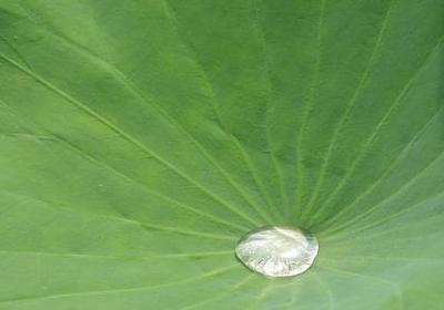 注视词语接龙(40句)