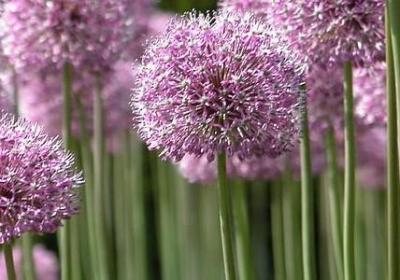 王者荣耀周瑜台词语音(优选50句)