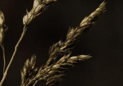 秋天你会想到哪些词语(必备7句)