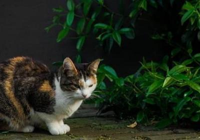 脚的四字词语(推荐40句)