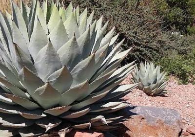 羞答答照样子写词语(通用60句)