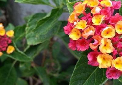 红色的什么填词语(通用20句)