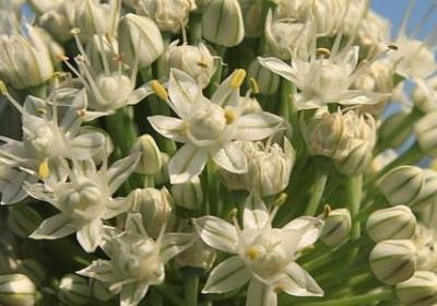 类似萌萌哒的词语(精选68句)