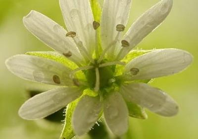 萨组词有哪些词语有(共13句)