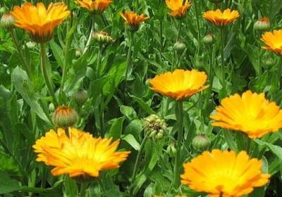 词语接龙 借书 导演(实用40句)