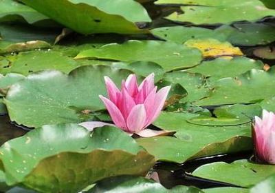 赞扬女生的词语(精选70句)