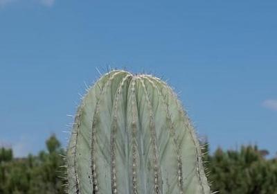 赞美成都的词语(推荐11句)