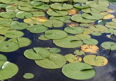 有关心灵的名言(必备10句)