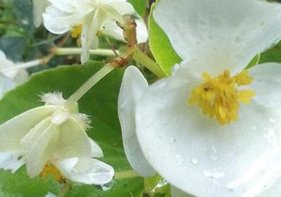 雪白雪白的类似词语(精选50句)