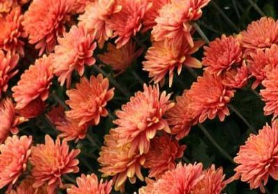 有关母爱的名人名言(汇总20句) 有关母爱的名人名言(汇总20句)