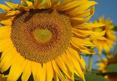 有关勤劳的名言(推荐80句) 有关勤劳的名言(推荐80句)