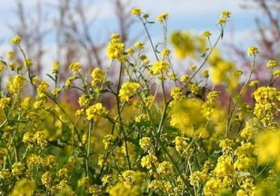 酒组词有哪些词语(合集10句)