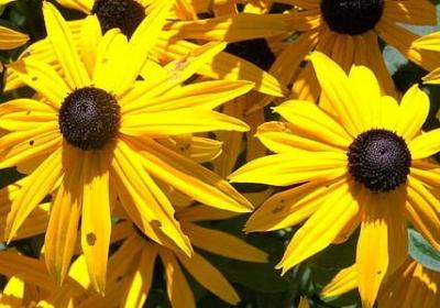 遍组词有哪些词语有(实用7句)