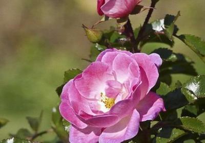 闪亮的什么填空词语(共15句)