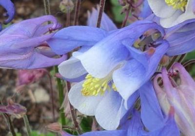 李鸿章 名言(合集50句)