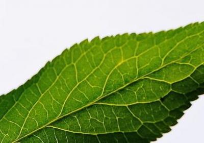 雅组词有哪些词语(汇总16句) 雅组词有哪些词语(汇总16句)