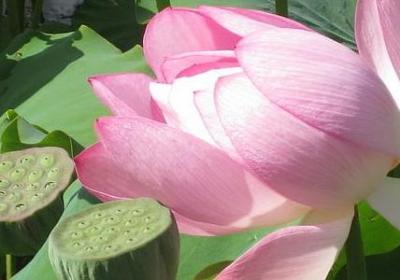 有关骨气的名言(50句)