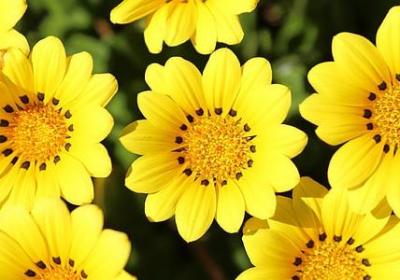 热爱祖国的名言警句(汇总79句)