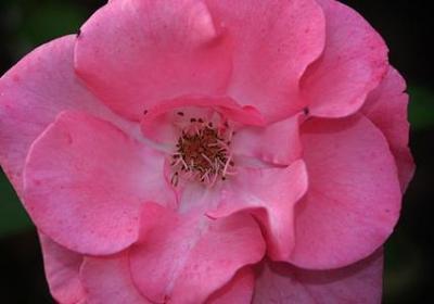 李白的名人名言(100句)