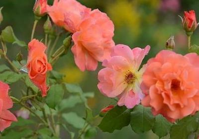 海绵宝宝的名言(通用10句)